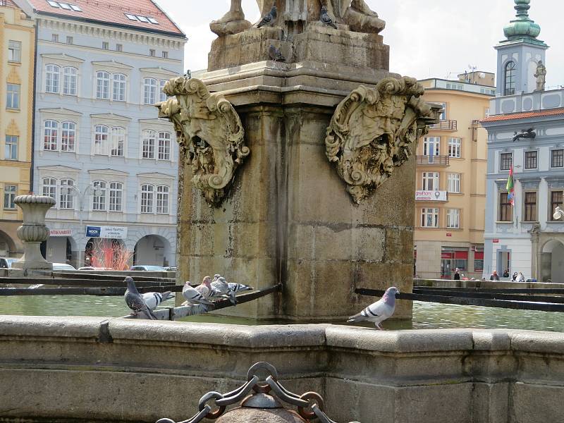 Problém s holuby v Českých Budějovicích by mohl vyřešit holubník. Podívejte se, kolik jich je na náměstí Přemysla Otakara II.