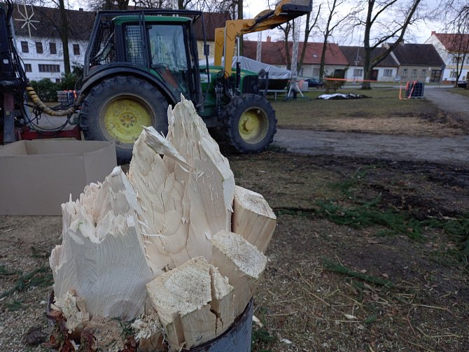 Zlomený kmen vánočního stromu v Lišově. Praskl pod náporem větru tak, jako by byl ohlodán bobrem.