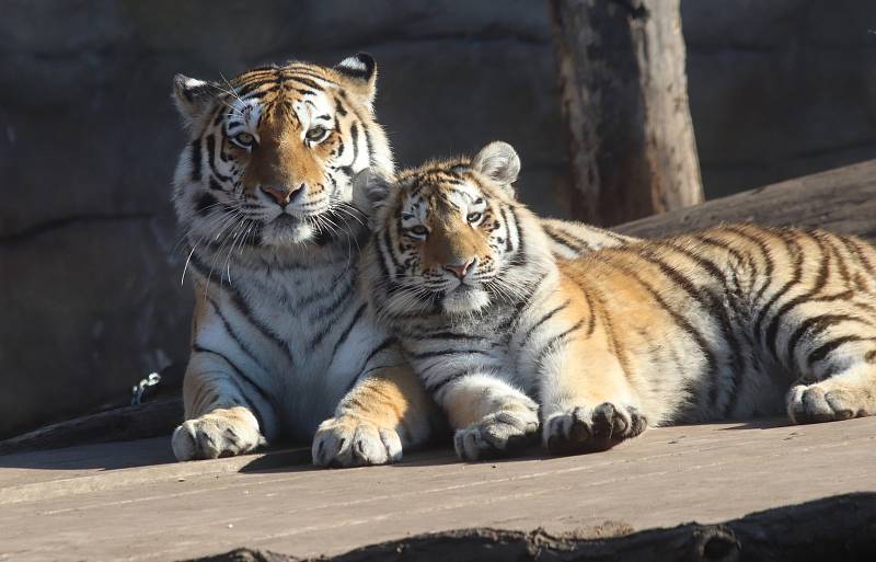 Tygřata v ZOO Ohrada v Hluboké nad Vltavou ve výběhu pěkně řádí.