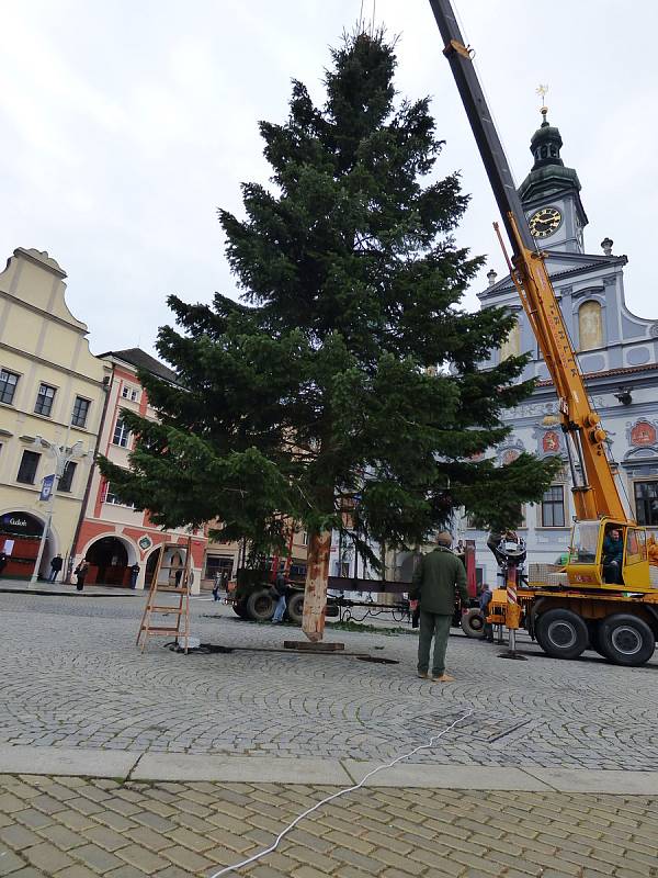 Vánoční stromek na českobudějovické náměstí Přemysla Otakara II. doputoval ze Zavadilky.