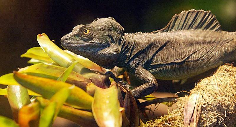 Do jihoamerického pavilonu Matamata, který hlubocká zoo otevřena loni v listopadu, se stále stěhují další a další zvířata. 