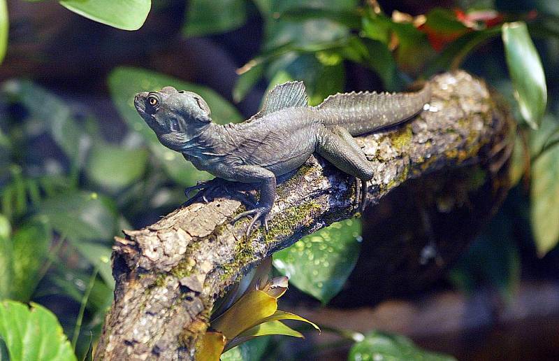 Do jihoamerického pavilonu Matamata, který hlubocká zoo otevřena loni v listopadu, se stále stěhují další a další zvířata. 