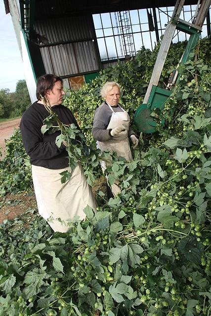 Na chmelnici v Blšanech u Žatce v pátek ráno sklidili 800 kilogramů čerstvého chmele pro Budějovický Budvar. Za pár hodin se z něj začalo vařit speciální prémiové pivo.