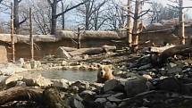 Medvěd Altaj ze Zoo Ohrada si užíval jarní březnové počasí. Hned ráno skočil do bazénku ve svém výběhu.
