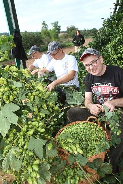 Na chmelnici v Blšanech u Žatce v pátek ráno sklidili 800 kilogramů čerstvého chmele pro Budějovický Budvar. Za pár hodin se z něj začalo vařit speciální prémiové pivo.