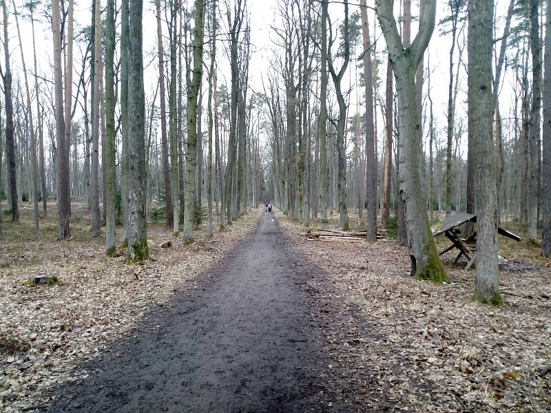Ponurá procházka Branišovským lesem