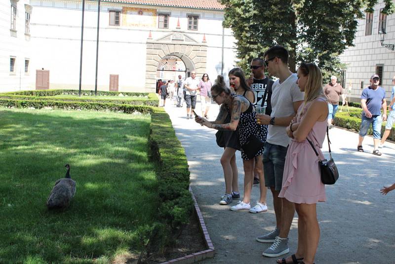 Bohatý program nabídly od pátku do neděle slavnosti v Třeboni. Nechyběl trh na náměstí v historickém centru nebo hrátky pro děti v zahradě zámku.