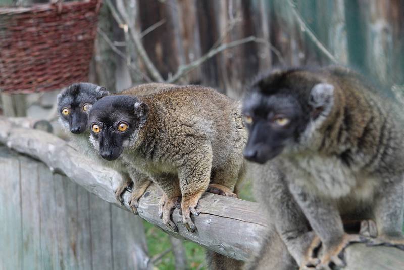 Lemur hnědý ze zoo Dvorec u Borovan.