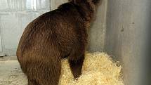 Medvěd plavý, nejmenší a velmi vzácný poddruh medvěda hnědého, je novým obyvatelem Zoo Ohrada. Dorazil po dlouhé cestě z Ruska.