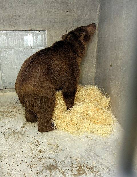 Medvěd plavý, nejmenší a velmi vzácný poddruh medvěda hnědého, je novým obyvatelem Zoo Ohrada. Dorazil po dlouhé cestě z Ruska.