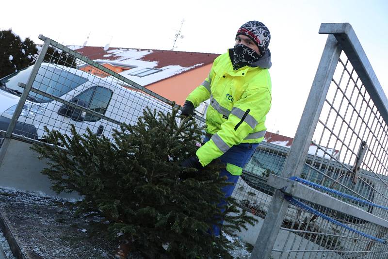 Začal svoz vánočních stromků v Českých Budějovicích.