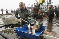Výlov rybníka Horusický 2019,třebonští rybáři chtějí během několikadenního výlovu vylovit téměř čtyři sta tun ryb převážně kaprů,ale i štik,candátů,a tolstolobiků