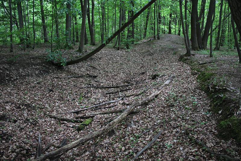 Branišovský les u českobudějovického sídliště Máj skrývá řadu tajemností.
