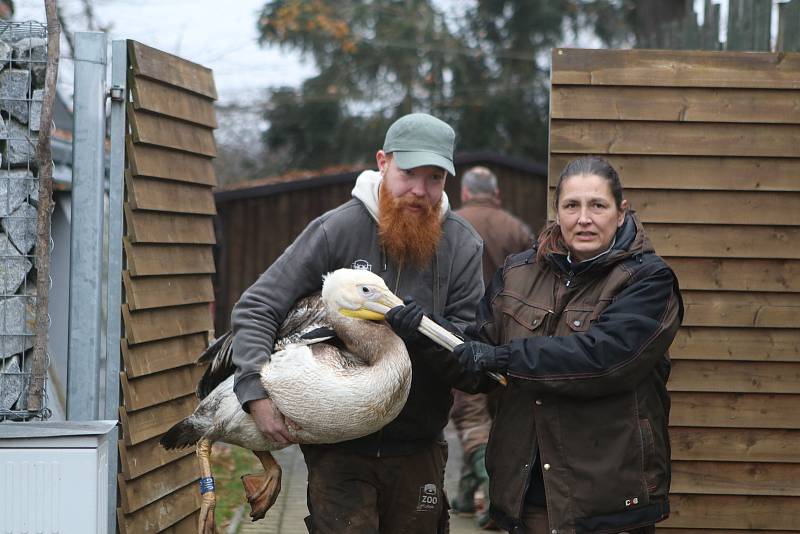 Přesun pelikánů bílých do zimoviště v zoo Ohrada v Hluboké nad Vltavou.