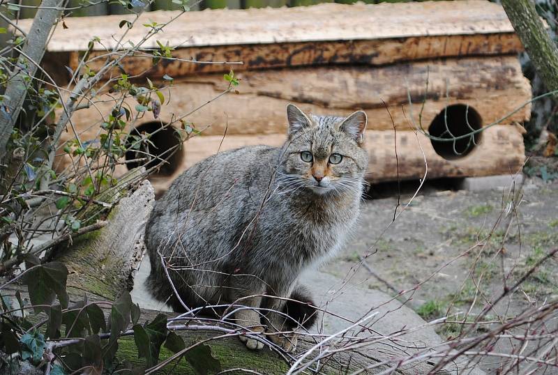 S příchodem jara se v ZOO Hluboká nad Vltavou narodila první mláďata: lemuří dvojčata, malý kočkodan husarský (první letošní mládě) nebo jehňata ouessantských ovcí. Na snímku kočka divoká.