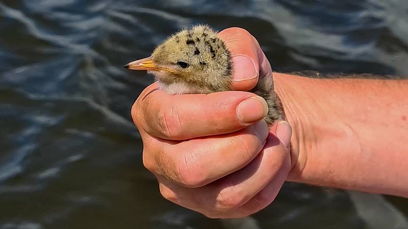 Na lipenských experimentálních plovoucích ostrovech vědců z českobudějovického Biologického centra AV ČR zahnízdil silně ohrožený rybák obecný.