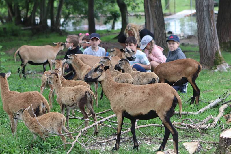 Příměstský tábor VSKH Pohodáři na malé farmě u Pilmanova rybníka v Českých Budějovicích.