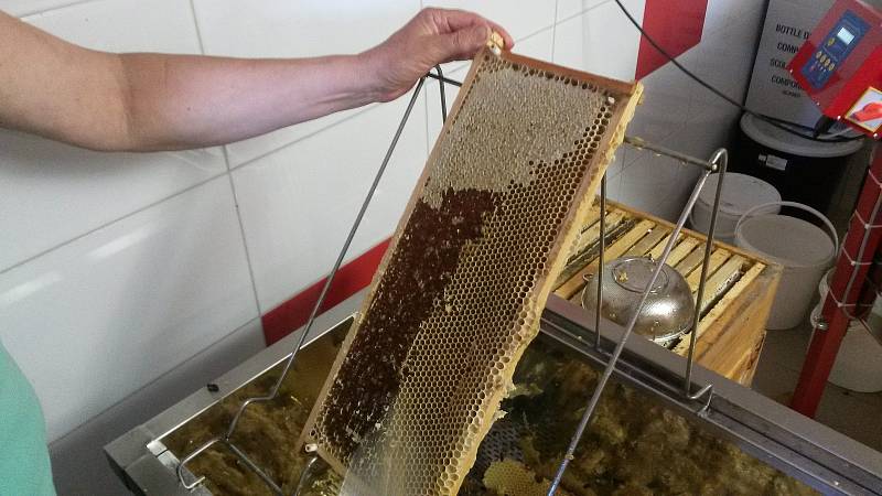 Ani Včelí farmě Vostoupalovi v jihočeských Košicích, která se v oboru pohybuje desátým rokem, se nevyhnul zákeřný parazit - roztoč Varroa.