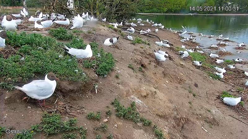 Pomocí webkamer může nahlédnout přímo do hnízd v kolonii racků chechtavých na Vrbenských rybnících.