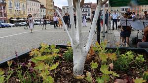 Návrat stromů na českobudějovické náměstí Přemysla Otakara II. doprovází od úterý 28. června venkovní výstava městské teplárny.