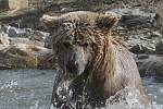 Koupel si rád dopřává medvěd Altaj ze Zoo Ohrada. Jedná se o medvěda plavého, vzácný poddruh medvěda hnědého. Zoo ho získala v srpnu 2014 z Ruska.