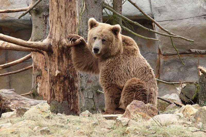 Žárovičky, světla a 3D efekty se postarají o vánoční atmosféru v hlubocké zoo, kam se můžete přijít na zvířata podívat i o něco déle než běžně.