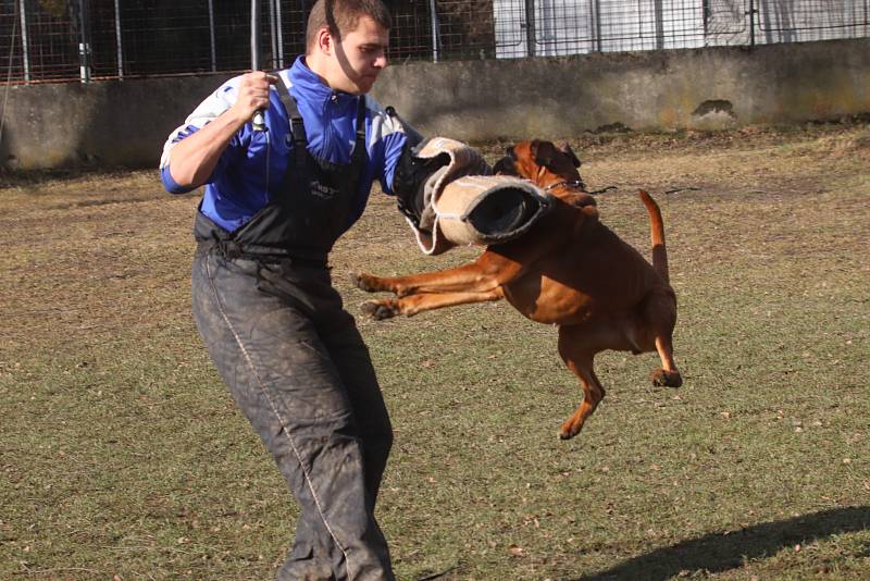 Únorový závod prověřil psy v obraně a poslušnosti.