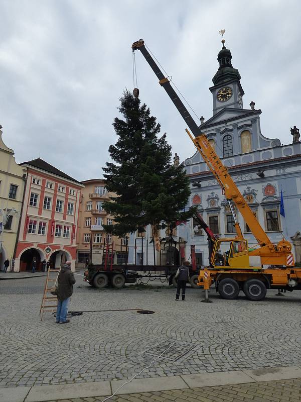 Vánoční stromek na českobudějovické náměstí Přemysla Otakara II. doputoval ze Zavadilky.