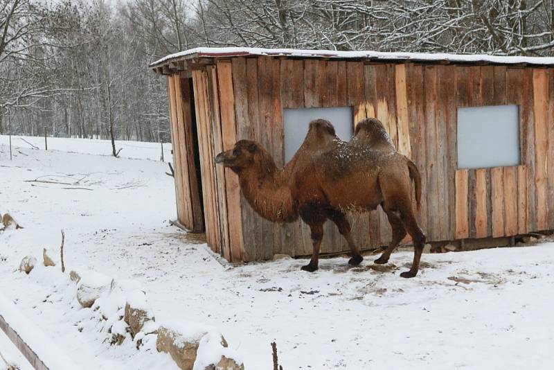 Zoo Na Hrádečku se ředitelkou Romanou Albrechtovou se věnuje chovu velbloudů již 10 let.