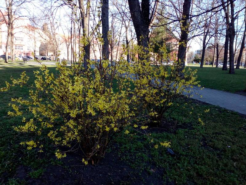 Květy a jiná jarní výzdoba na jihu Čech.  České Budějovice.