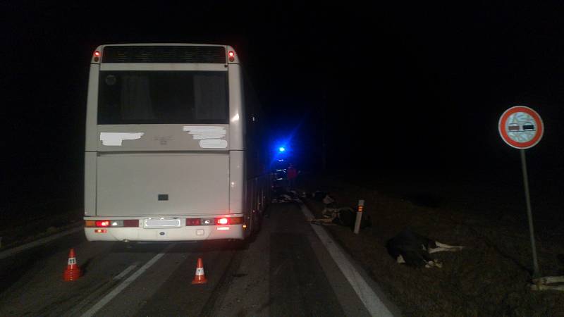 Na silnici mezi Kamenným Újezdem a Velešínem se v sobotu večer srazil autobus se stádem krav.