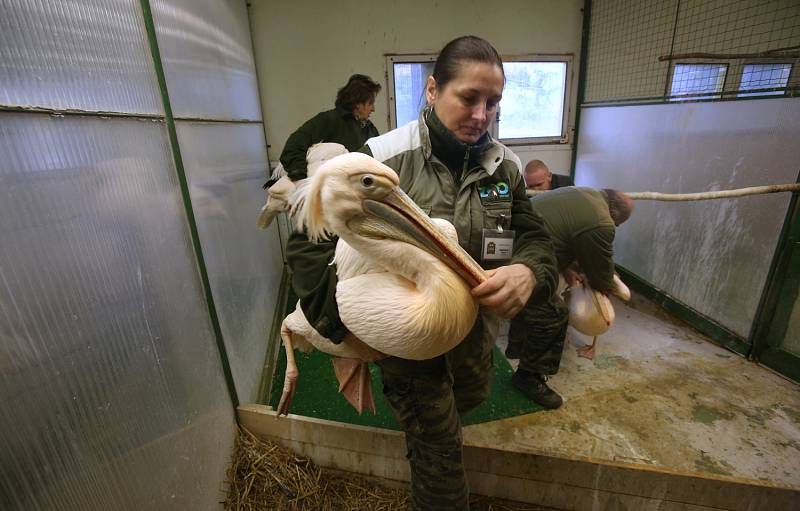 Pelikání v hlubocké ZOO dostali s přicházejícím jarem svobodu venkovního výběhu