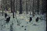 Vlci, přesněji psi zřejmě od Pohraniční stráže honí v lese Štastnou chvíli, která zachránila  zatoulané jehně.