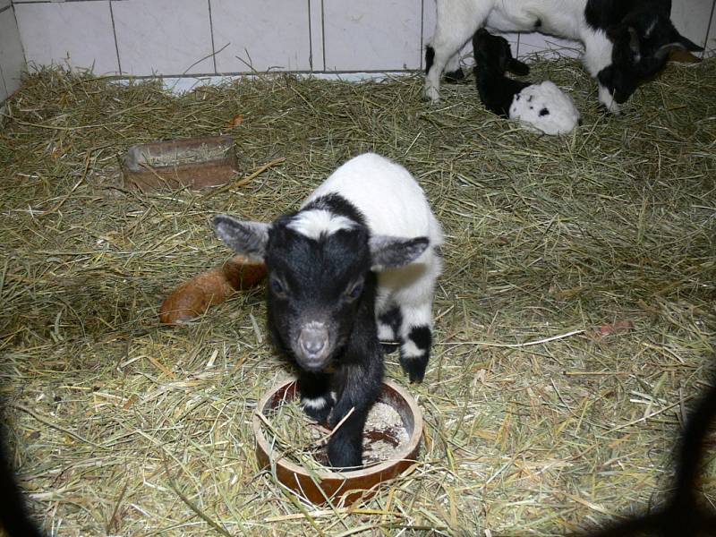 Prázdninový bohatý program připravila pro všechny návštěvníky zoo Ohrada v Hluboké nad Vltavou. 