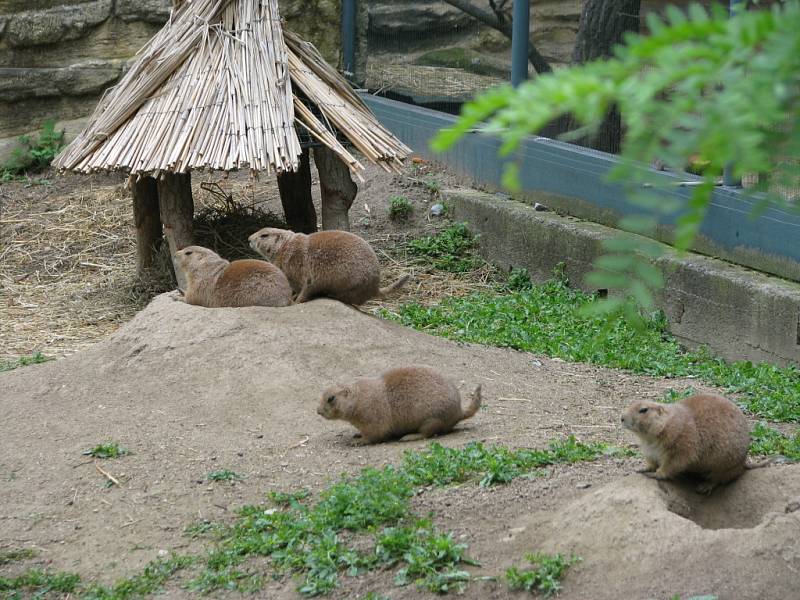V nové jihoamerické expozici už se zabydleli psouni prérioví. Kdo bude mít dostatek trpělivosti, může zahlédnout i některé z jejich osmi mláďat.