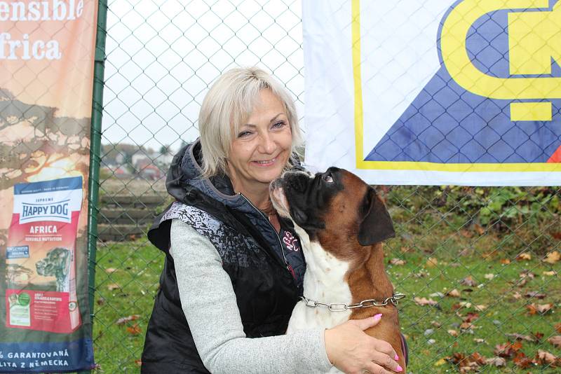 Výběrová soutěž německých boxerů na cvičišti ZKO Falco Hluboká nad Vltavou.