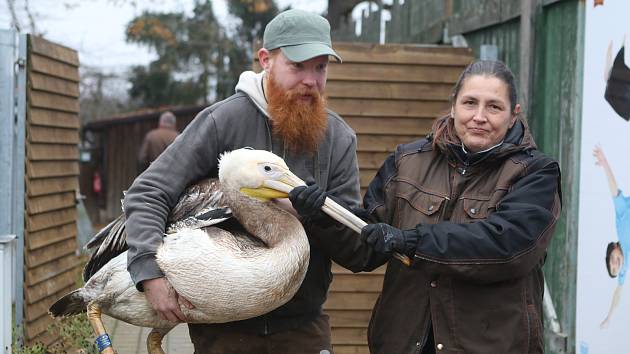 Přesun pelikánů bílých do zimoviště v zoo Ohrada v Hluboké nad Vltavou.