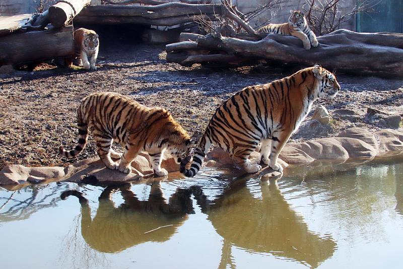 Tygřata v ZOO Ohrada v Hluboké nad Vltavou ve výběhu pěkně řádí.