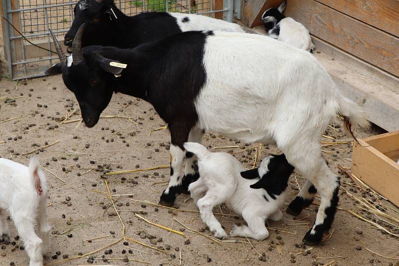 Jihočeská zoologická zahrada Hluboká