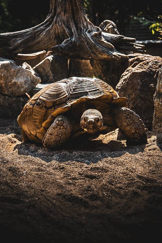 Fotosoutěž Zoo Dvorec