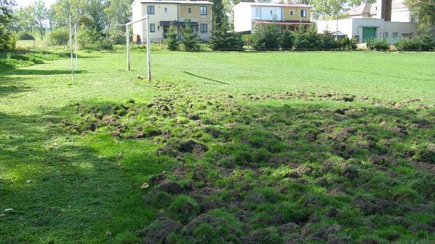 Fotbalové hřiště ve Strýčicích si vyzkoušela i divoká prasata, ale ne při fotbalovém tréninku.