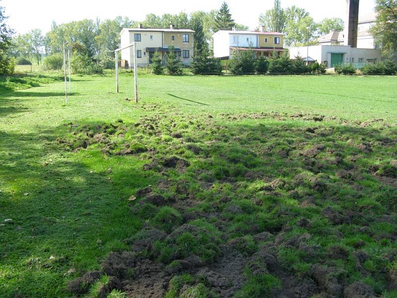 Fotbalové hřiště ve Strýčicích si vyzkoušela i divoká prasata, ale ne při fotbalovém tréninku.
