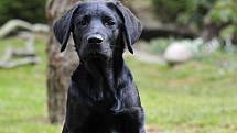 Zachráněné týrané štěně Marley z Prachatic se už léčí v domě provozovatele českobudějovického útulku Animal Rescue.