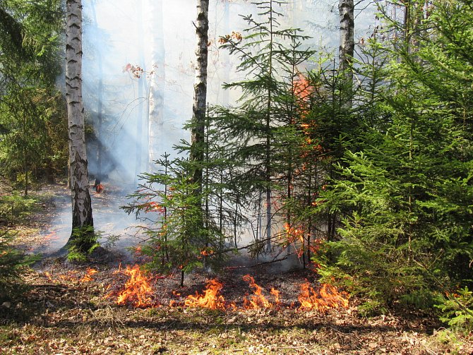 Lesní požáry. Ilustrační snímek