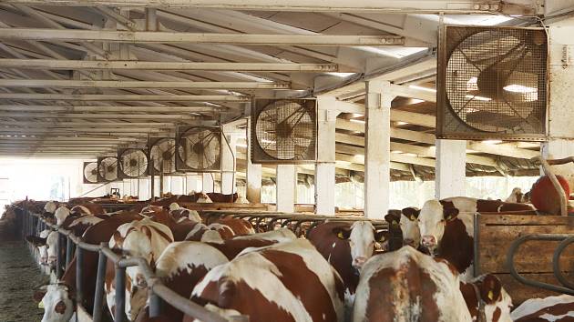 Dvaadvacet velkých ventilátorů ve dvou velkokapacitních kravínech používají v kravínech ZOD Borovany