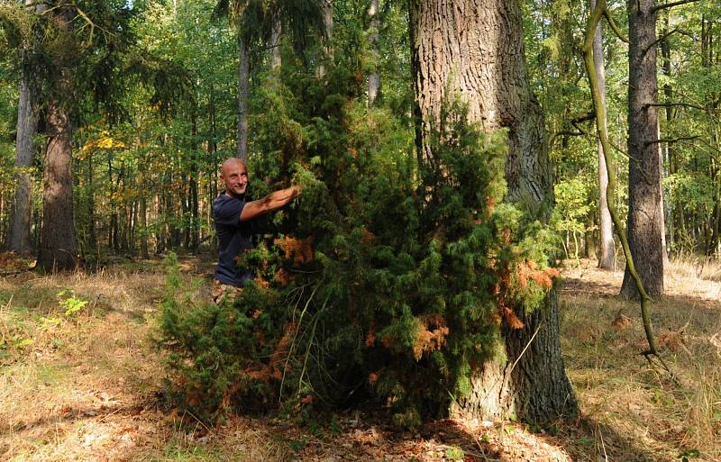 Fotografie – Biolog Miloslav Jirků u posledního exempláře jalovce ztraceného v milovických lesích.