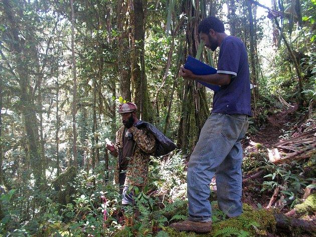 První autor studie a vedoucí papuánské expedice Jimmy Moses (vpravo) zachycen spolu se svým asistentem při přípravě experimentu v horském pralese hory Mt. Wilhelm. Papua Nová Guinea.