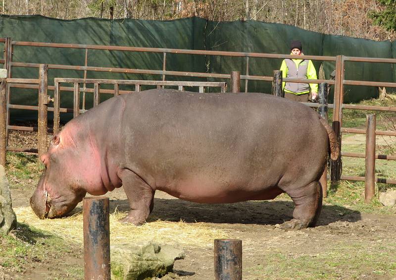 Nejroztomilejším zvířetem Jihočeského kraje je podle ankety Deníku dvoutunový obojživelný hroch ze Zoo Dvorec. Buborék pochází z Maďarska a letos v červenci oslaví 14. narozeniny.