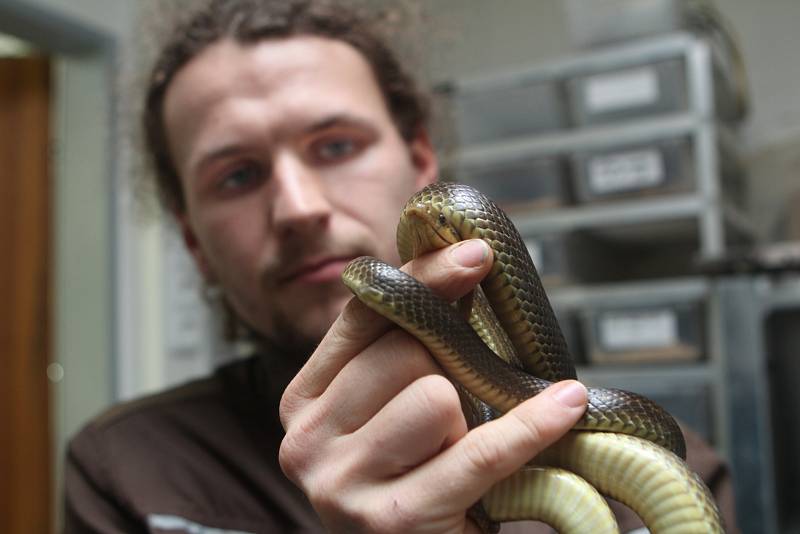 Na snímku pracovník ZOO Ohrada Pavel Kossel s užovkou stromovou.