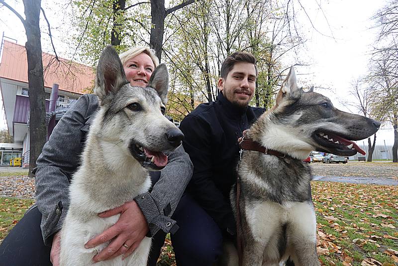 Mezinárodní dvoudenní výstava psů na českobudějovickém Výstavišti proběhla o tomto víkendu.
